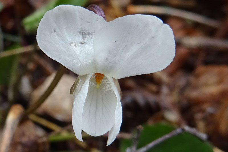 Viola alba subsp. alba - Violaceae